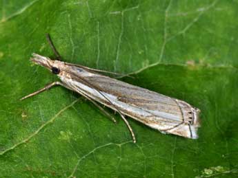 Crambus cyrnellus Schaw. adulte - �Philippe Mothiron