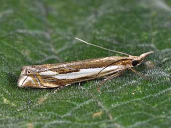 Crambus cyrnellus Schaw. adulte - �Philippe Mothiron