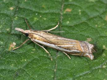 Crambus cyrnellus Schaw. adulte - �Philippe Mothiron