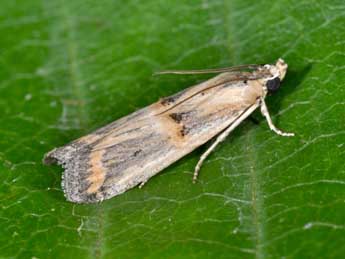 Psorosa dahliella Tr. adulte - �Philippe Mothiron