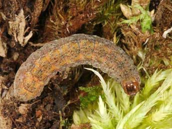  Chenille de Diarsia dahlii Hb. - �Wolfgang Wagner, www.pyrgus.de