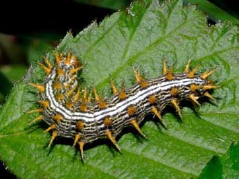  Chenille de Brenthis daphne D. & S. - �Fran�ois Spill