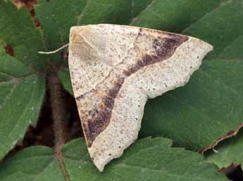 Crocallis dardoinaria Donz. adulte - �Daniel Morel