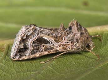 Thysanoplusia daubei Bsdv. adulte - �Philippe Mothiron