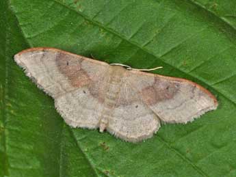 Idaea degeneraria Hb. adulte - �Philippe Mothiron