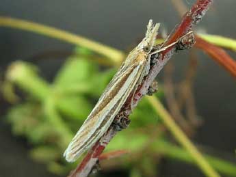 Agriphila deliella Hb. adulte - �Friedmar Graf