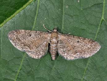 Eupithecia denotata Hb. adulte - �Philippe Mothiron