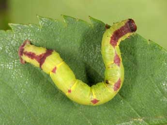  Chenille de Anticlea derivata D. & S. - �Wolfgang Wagner, www.pyrgus.de