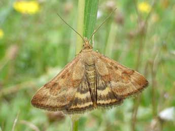 Pyrausta despicata Scop. adulte - �Tristan Lafranchis