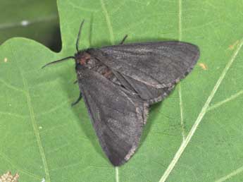  Chenille de Ocneria detrita Esp. - �Philippe Mothiron