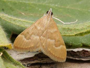 Ecpyrrhorrhoe diffusalis Gn. adulte - �Friedmar Graf