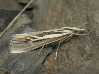 Catoptria digitellus H.-S. adulte - �Jean-Pierre Lamoline