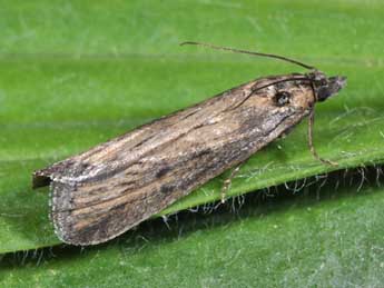 Isauria dilucidella Dup. adulte - �Philippe Mothiron