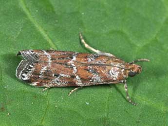 Delplanqueia dilutella Hb. adulte - �Philippe Mothiron