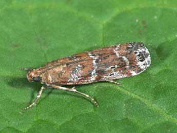 Delplanqueia dilutella Hb. adulte - �Philippe Mothiron