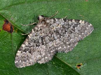 Cataclysme dissimilata Rbr adulte - �Philippe Mothiron