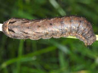  Chenille de Xestia ditrapezium D. & S. - �Wolfgang Wagner, www.pyrgus.de