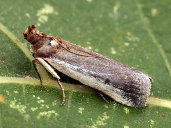 Denticera divisella Dup. adulte - �Daniel Morel