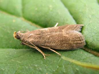 Eccopisa effractella Z. adulte - �Nicole Lepertel