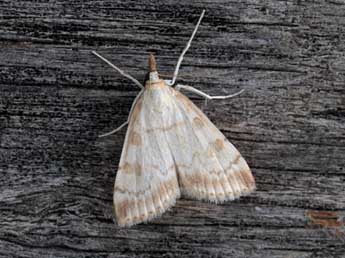 Udea elutalis D. & S. adulte - �Heiner Ziegler