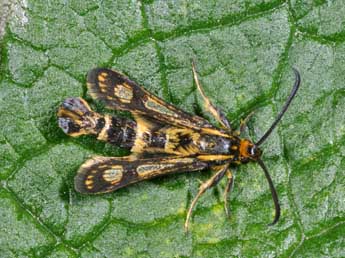 Chamaesphecia empiformis Esp. adulte - �Philippe Mothiron