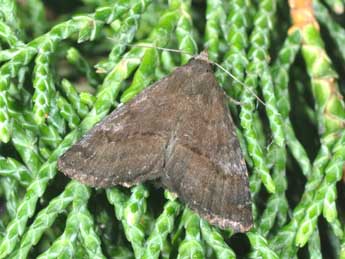 Anthracia ephialtes Hb. adulte - �Philippe Mothiron