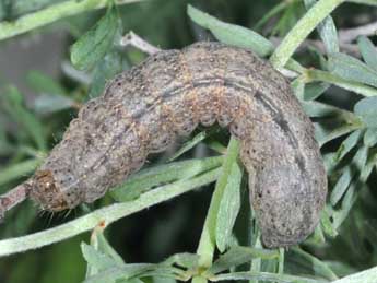  Chenille de Anthracia ephialtes Hb. - �Philippe Mothiron