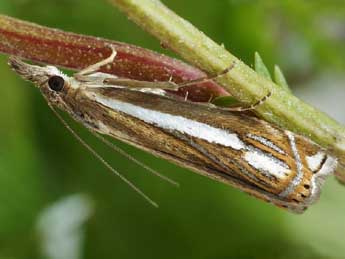 Crambus ericella Hb. adulte - �Friedmar Graf