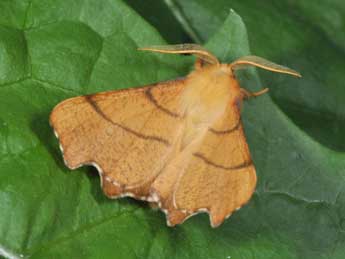 Ennomos erosaria D. & S. adulte - �Philippe Mothiron