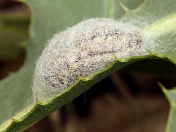  Chrysalide de Zygaena erythrus Hb. - �Daniel Morel