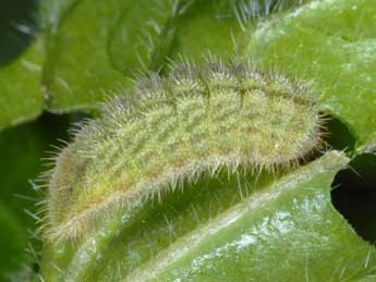  Chenille de Eumedonia eumedon Esp. - �Wolfgang Wagner, www.pyrgus.de