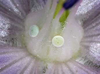  Oeuf de Eumedonia eumedon Esp. - �Wolfgang Wagner, www.pyrgus.de