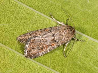 Spodoptera exigua Hb. adulte - �Philippe Mothiron