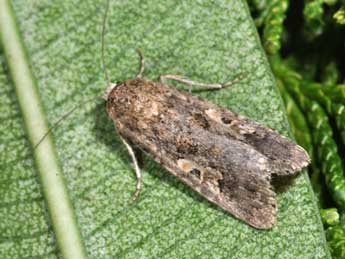 Spodoptera exigua Hb. adulte - �Philippe Mothiron