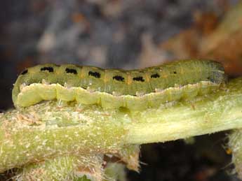  Chenille de Spodoptera exigua Hb. - �Wolfgang Wagner, www.pyrgus.de