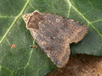 Cerastis faceta Tr. adulte - �Daniel Morel