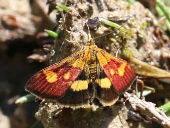 Pyrausta falcatalis Gn. adulte - �Chris Jonko