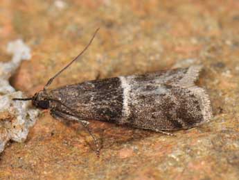 Elegia atrifasciella Rag. adulte - �Matthew Gandy