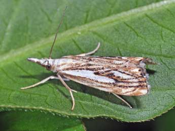 Catoptria falsella D. & S. adulte - �Philippe Mothiron