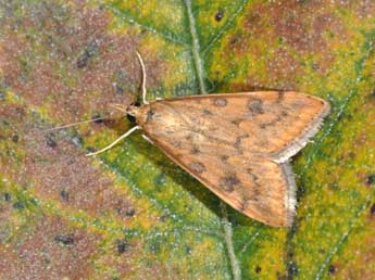 Udea ferrugalis Hb. adulte - �Philippe Mothiron
