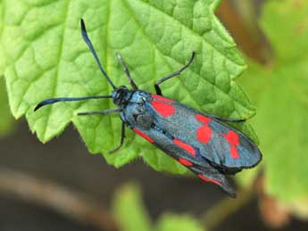Zygaena filipendulae L. adulte - �Philippe Mothiron