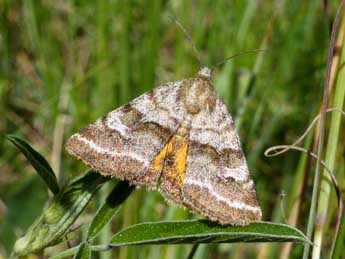 Synthymia fixa F. adulte - �Tristan Lafranchis