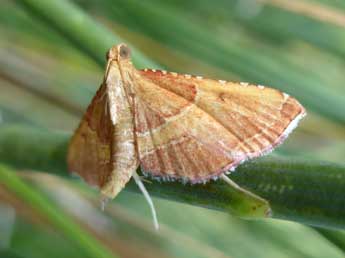 Endotricha flammealis D. & S. adulte - �Tristan Lafranchis