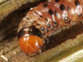  Chenille de Gortyna flavago D. & S. - �Wolfgang Wagner, www.pyrgus.de