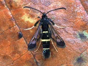 Synanthedon flaviventris Stgr adulte - �Paul Harris