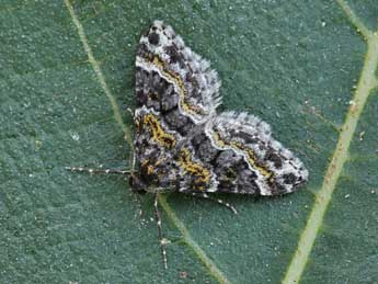 Hospitalia flavolineata Stgr adulte - �Lionel Taurand