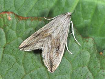 Evergestis forficalis L. adulte - �Philippe Mothiron