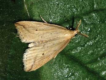 ©Jean-Pierre Lamoline