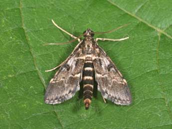 Duponchelia fovealis Z. adulte - �Philippe Mothiron