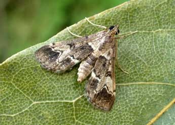 Duponchelia fovealis Z. adulte - �Tristan Lafranchis